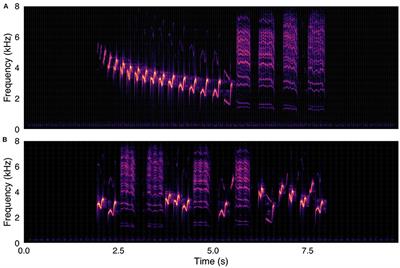 Higher-Order Musical Temporal Structure in Bird Song